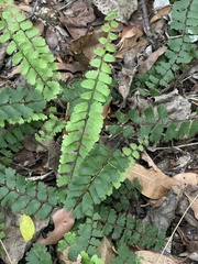 Adiantum incisum