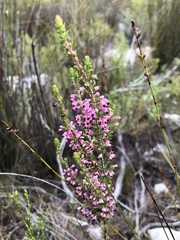 Erica placentiflora