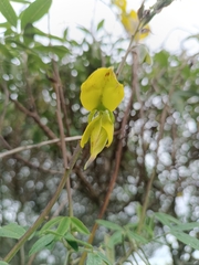 Crotalaria agatiflora