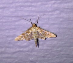 Epipagis disparilis