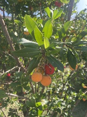 Arbutus