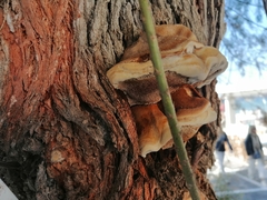 Inocutis tamaricis