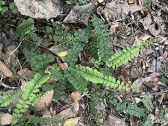 Adiantum incisum