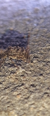 Meconemus