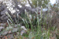 Sesleria autumnalis