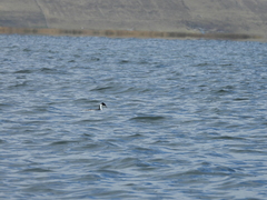 Podiceps taczanowskii