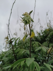 Crotalaria agatiflora