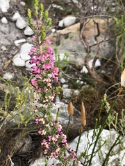 Erica placentiflora