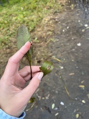 Potamogeton nodosus