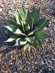 Agave shawii