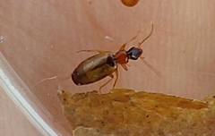 Philorhizus melanocephalus