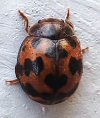 Subcoccinella vigintiquatuorpunctata