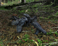 Craterellus cornucopioides