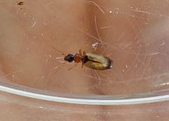 Philorhizus melanocephalus