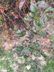 Stigmella villosella