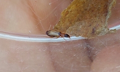 Philorhizus melanocephalus
