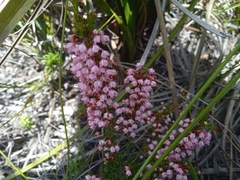 Erica brevifolia