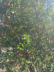 Arbutus