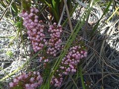 Erica brevifolia