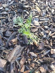 Cyclospermum leptophyllum