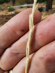 Thinopyrum intermedium