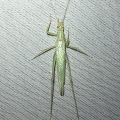 Oecanthus exclamationis