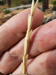 Thinopyrum intermedium