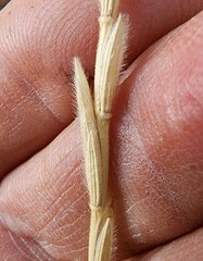 Thinopyrum intermedium