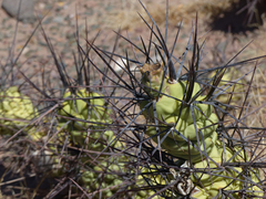 Tephrocactus aoracanthus