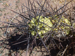 Tephrocactus aoracanthus