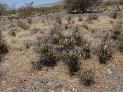 Tephrocactus aoracanthus