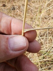 Thinopyrum intermedium