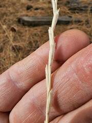 Thinopyrum intermedium