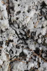 Dermatocarpon miniatum