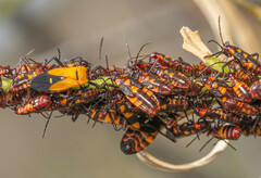 Oncopeltus famelicus