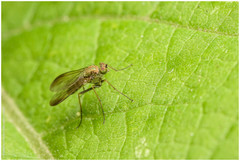 Diaphorinae