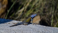 Sceloporus minor