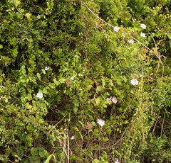 Pelargonium zonale