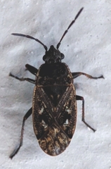 Sphragisticus nebulosus