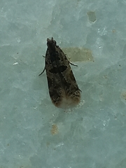 Helcystogramma hibisci