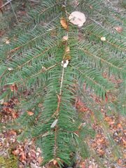 Abies bracteata