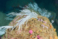 Eunicella singularis