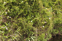Pelargonium zonale