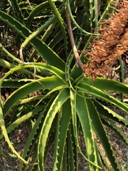 Aloe