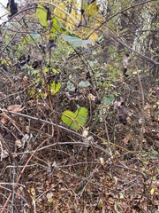 Aristolochia macrophylla