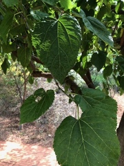 Erythrina lysistemon