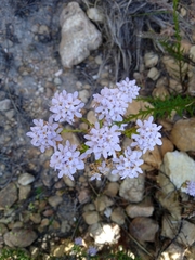 Pseudoselago serrata