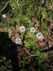 Stellaria chilensis