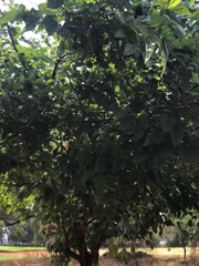 Erythrina lysistemon