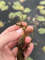 Utricularia macrorhiza